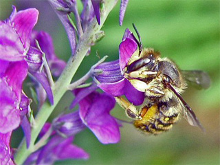 bee on purple toadflax