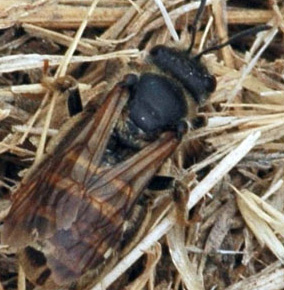 sweat bee in autumn