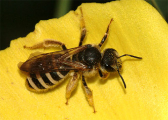 sweat bee