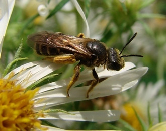 bee on a white flower