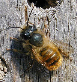 Osmia Rufa