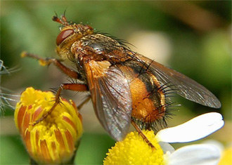 tachinid fly