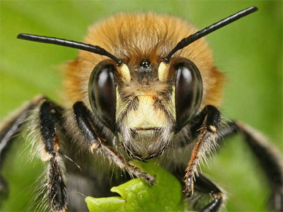 hairy footed bee