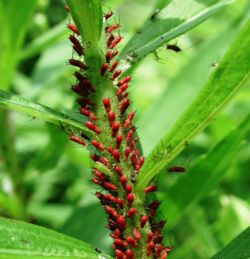 Aphids insects