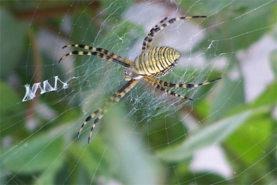 garden spider