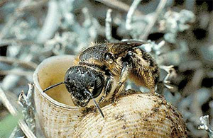 bee in a snail shell