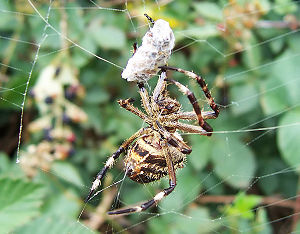 bee in a spider web