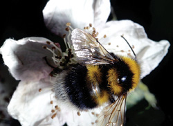 bee on a bramble flower