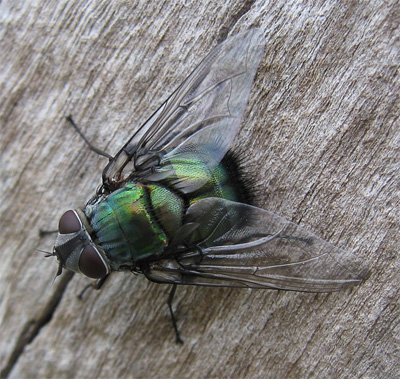 blow fly