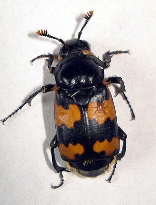 http://www.efabre.net/files/fabre/burying-beetle.jpg