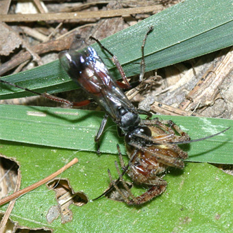 spider wasp