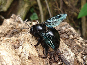 Carpenter bee