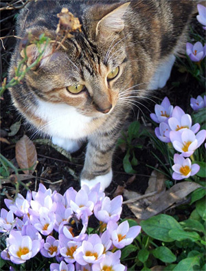 cat and bee