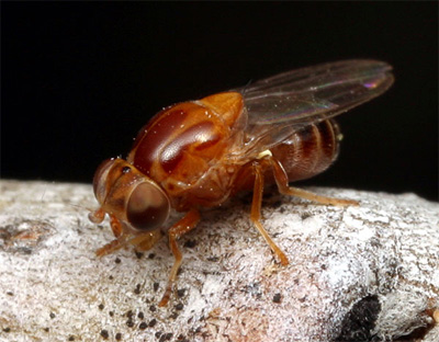 Chloropid fly