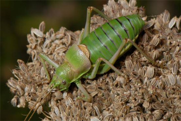 Aphids insects