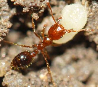 red ant