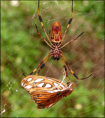 golden silk spider