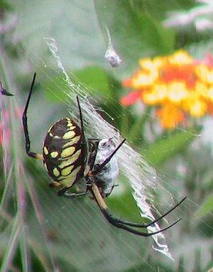 Chapter X The Garden Spiders My Neighbour Jean Henri Fabre