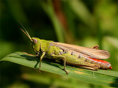 grasshopper