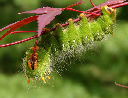 imperial moth caterpillar