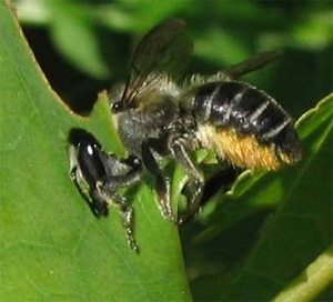 Leaf-Cutter bee