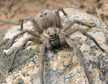 wolf spider