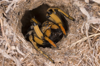 tarantula burrow