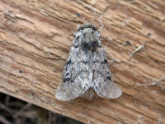 pine caterpillar moth