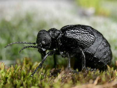 oil beetle