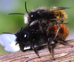 Osmia Cornuta