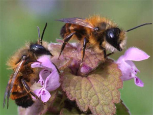 red mason bees