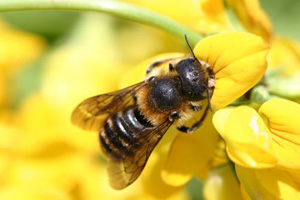 Osmia tridentata