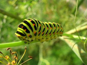 Machaon Caterpillar