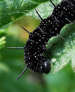 peacock caterpillar