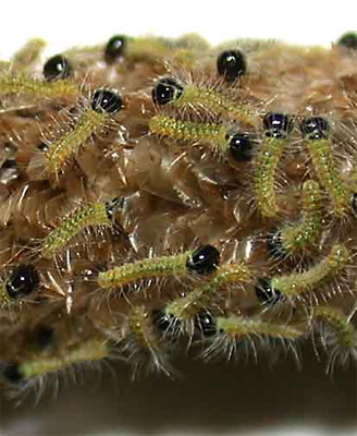 small pine caterpillars