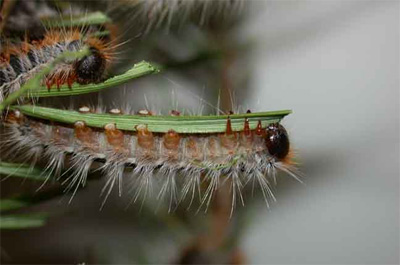 Pine processionary caterpillar