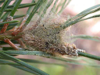 Pine Caterpillar nest