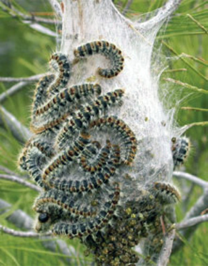pine processionary caterpillars