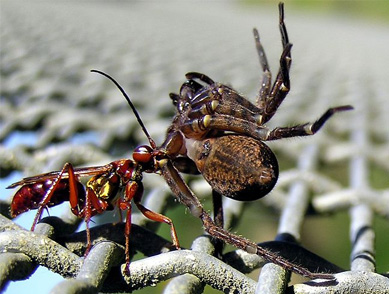 Spider wasp