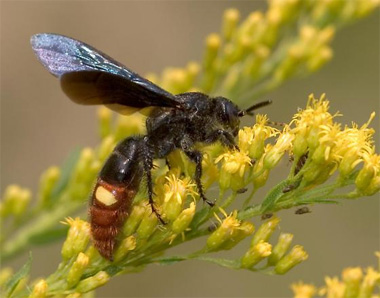 digger wasp