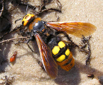 Mammoth Wasp