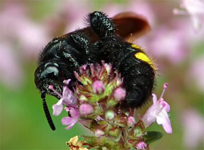 giant bee