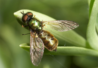 soldier fly