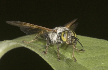 mud dauber