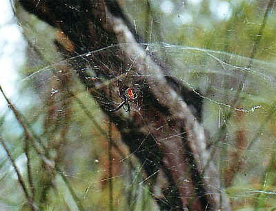 tent spider