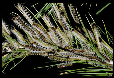 pine processionary caterpillars