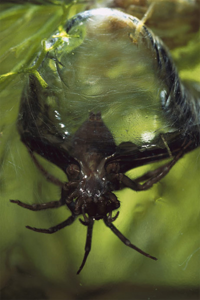 water spider