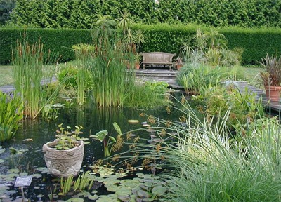 wild garden pond