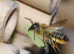 leaf cutter bee