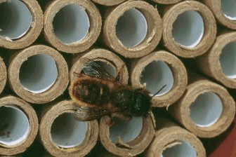 Red Mason bee on a nesting tube